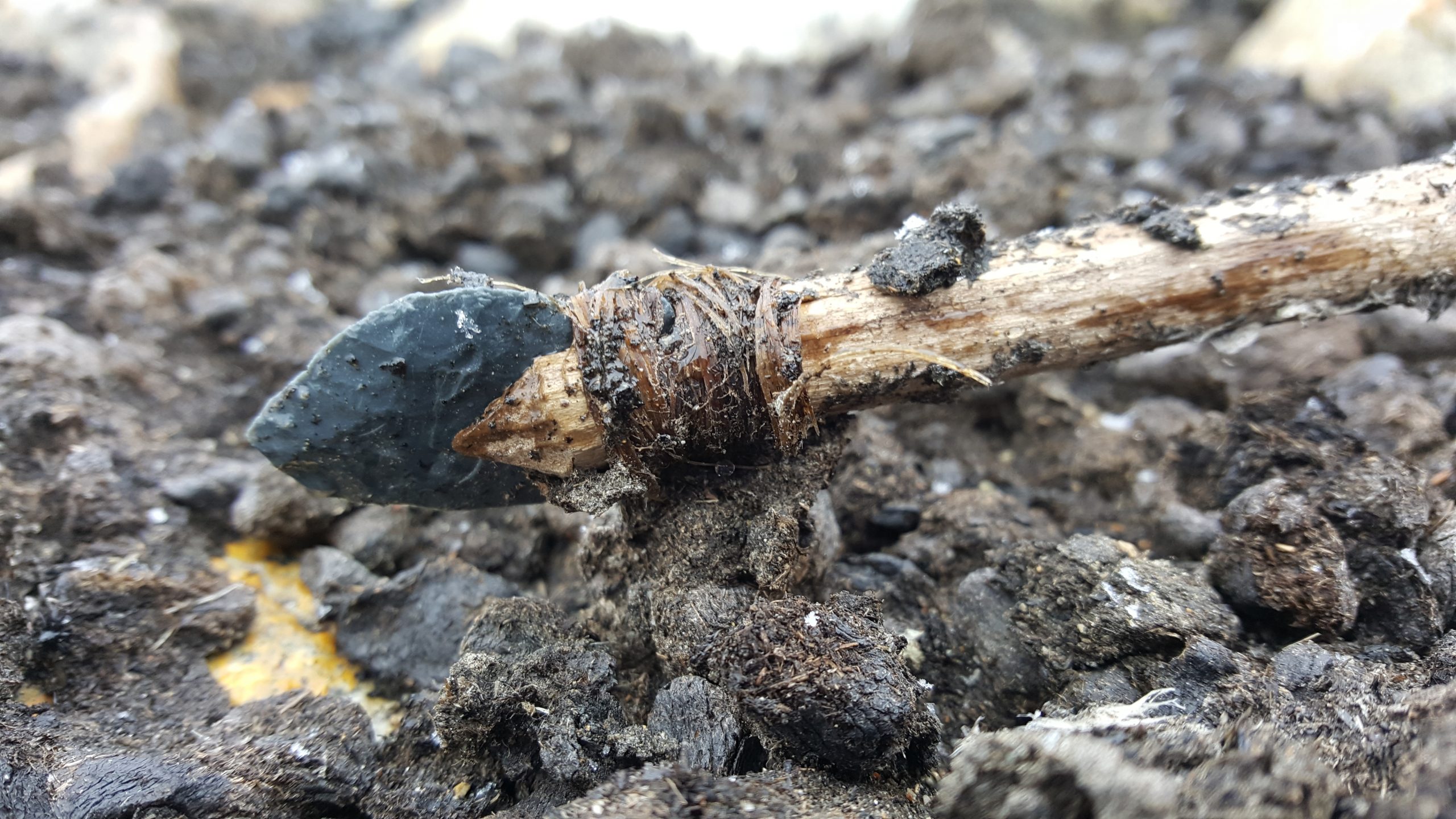 beaver-castoreum-found-on-an-ancient-throwing-dart-sheds-new-light-on